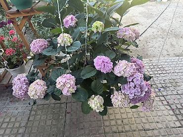 piona gulu: Hortensiya (Hydrangea macrophylla) – qapalı/sahə üçün dekorativ dibçək — 1
