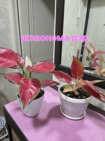 Антуриумы: Антуриум Андре (Anthurium andreanum) - Эффектный комнатный ароид с — 36