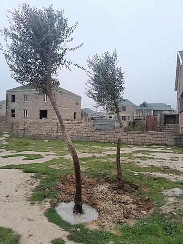 malax meyve: Məhsul: Zeytun ağacları (2 ədəd) Təsvir: - Həyətyanı sahə, bağ və ya — 2