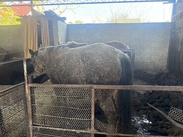 арпа саман салома: Продаю | Кобыла (самка), Конь (самец) | Рабочий