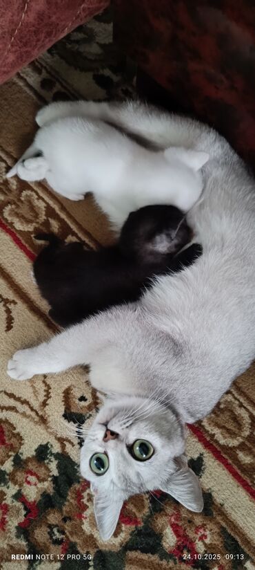 Pişiklər: Britan yastı qulaq, Erkək, Yaxşı əllərə — 16