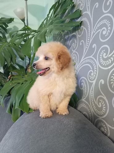 Psi: Patuljasta pudla muzjak 3meseca na lalafo.rs — 7 Psi: Patuljasta pudla muzjak 3meseca — 7