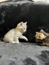 показы 1 354 72 договорная кошка даром британская короткошёрстная 1 год мальчик метис 2 позвонить написать: Продам чистокровных котят британской породы,серая девочка,коричневый