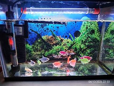 100 l akvarium: Akvaryum komplekti – rəngli tropik balıqlar ilə Tərkib: - Şüşə — 3
