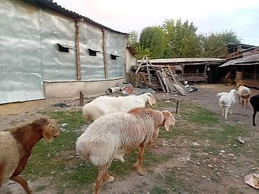 стричь баран: Продаю | Баран (самец) | Для разведения | Племенные — 4