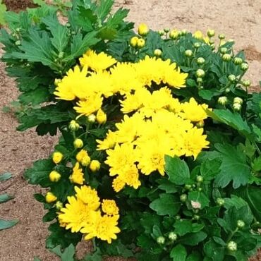 Otaq bitkiləri: Xrizantema payızgüllərinin topdan və pərakəndə satışı. Qiymətlər — 12