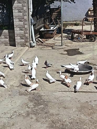 at satisi azerbaycan: Qiymət 17 manatdan deyilir kom satılır hansı bala yumurta üstündədir — 4