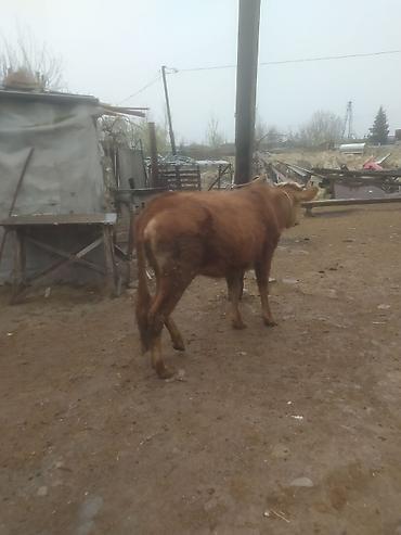 Dana, buzov: Qara mal – dişi dana/sığır - Rəng: qırmızı-qonur, alnı və burnu ağ — 8