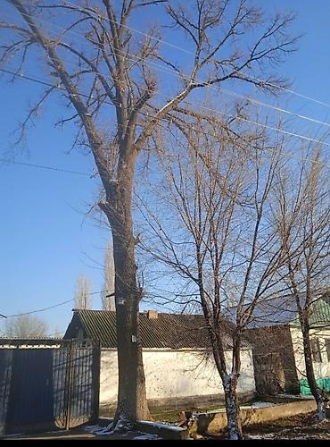 Спил деревьев, заготовка дров: Куплю Тополь Каражыгач серебряк!Любой количество за хорошее цену! — 9