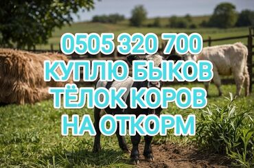 скупка быков: Куплю | Коровы, быки, Лошади, кони | На откорм, Откормленные, Самовывоз