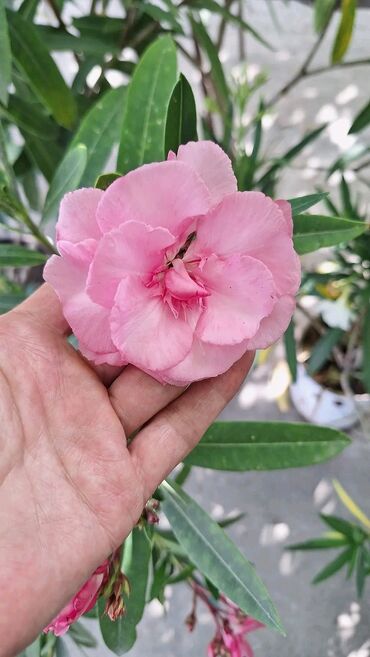 perjani jastuci pranje: Prelep rozi liander dolazi bez saksije