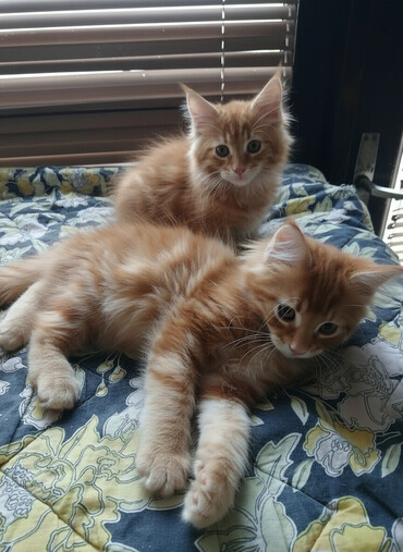 Mačke: Mace dugodlake – leglo prelepih mačića - Tip: kućne mačke dugodlake — 1