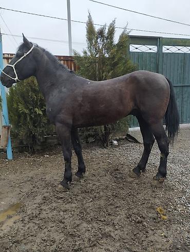 Продажа коттеджей и домов: Семиз Айгыр сатылат 2 асый — 5