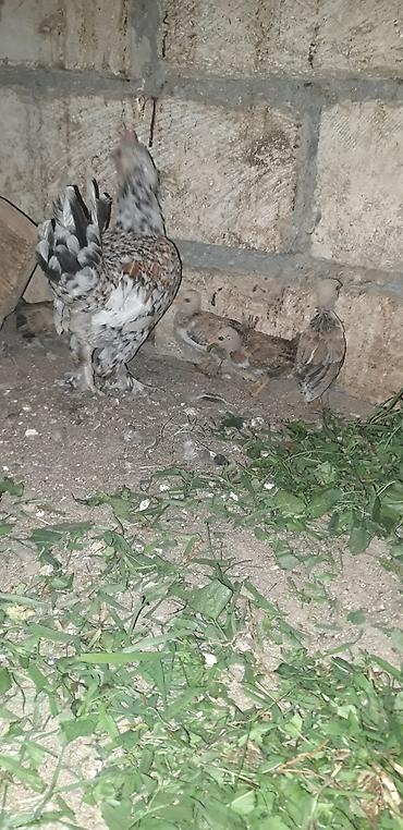 qus yarim tip: Məhsul: Yaponka cücələri Təsvir: - Tam qan “Yaponka” (Bantam) — 5