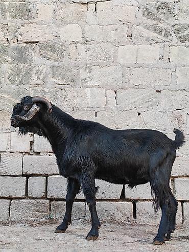 mal bazari: Qara rəngli erkək keçi - Növ: Erkək keçi (teke) - Rəng: Tam qara - — 2