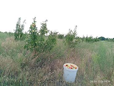 Нектарин: 🌳. #Продаю #Сад #үлүшжер #бак #дача общая площадь 3гектар, 🍏посажено — 12