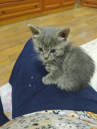 pitomnik temir: Кошка даром: Беспородная, 2 месяца, Девочка, Приучена к лотку — 3
