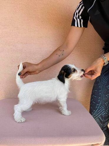 Psi: Jack Russell terijer štenci Na prodaju 4 ženkice Jack Russell — 9