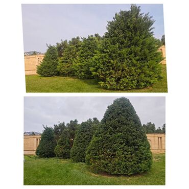 Ağaclar: Dejarativ 🌲 larin budanmasi həmsə yasil vitkilərin budanmasi kim — 6