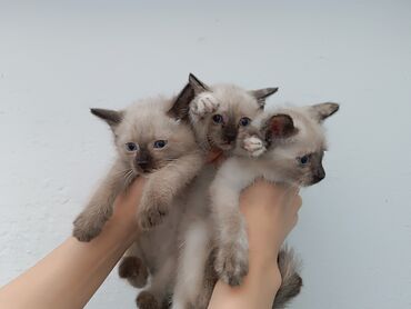 Продажа кошек: Сиамская, 2 месяца, Девочка, Биколор