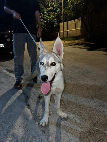 haski sekilleri: Xaski, 2 ay, Erkek, Ünvandan götürmə, Ödənişli çatdırılma