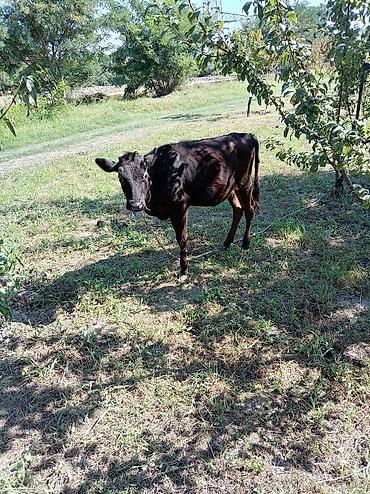 ordək balası və cucə: Dişi və ərkəy danalar satılır cüt.
Ünvan Xaçmaz — 6