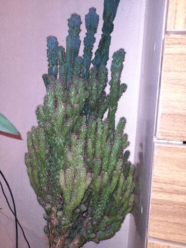 сетка для растений: Кактус - Скала, 8 лет, высота -1.30 м