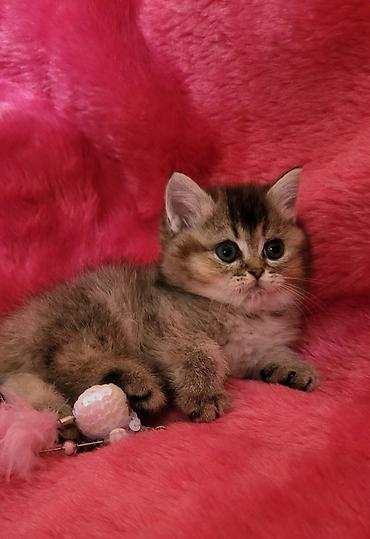 Pişiklər: Britan — 1