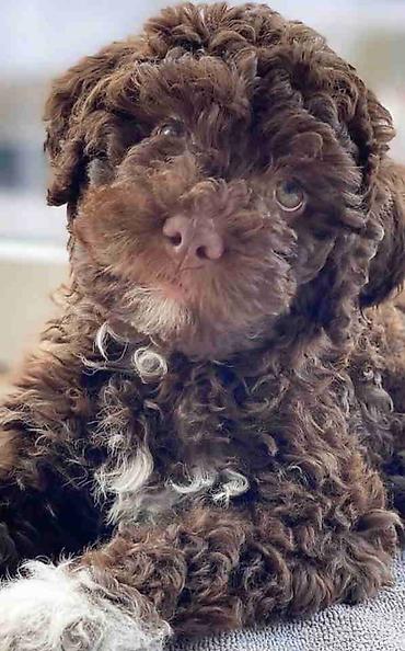 Psi: Lagotto Romagnolo – rezervacija stenaca Dostupno novo leglo pasa rase — 1