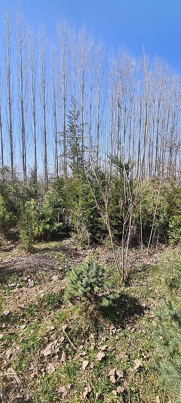 Декоративные деревья: Саженцы деревьев: Сосны — 9