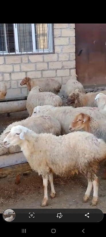 quslar type 1: 36 edet qoçunu almış xam şişek var içinde 3 denesi dogub. tam saglam — 1