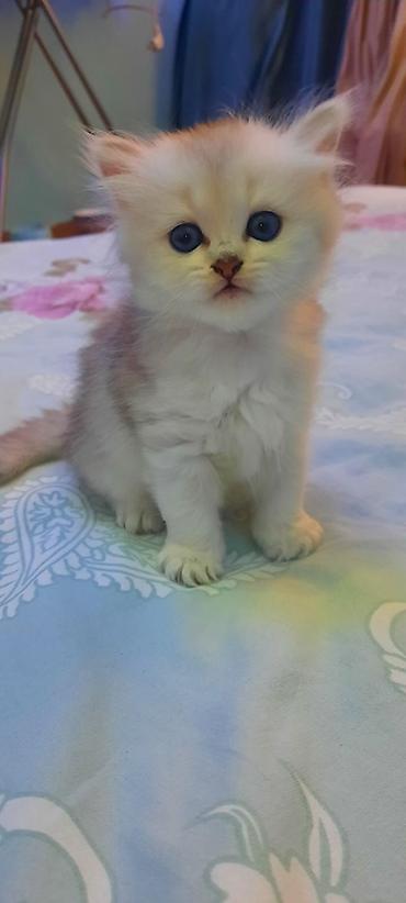 Pişiklər: Şinşilla — 8