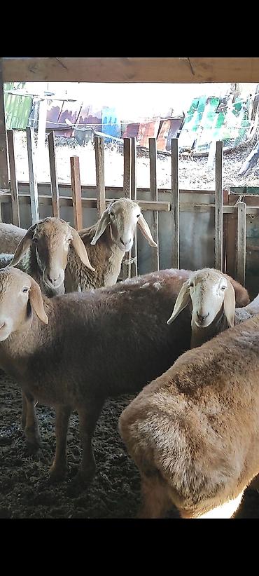 Баран, овца: Продаю | Овца (самка) | Арашан | Для разведения | Ярка — 4