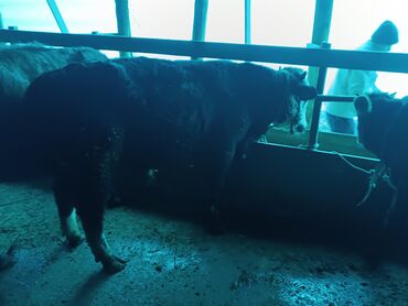 Коровы, быки: Продаю | Бык (самец) | На откорм | Привязанные — 10