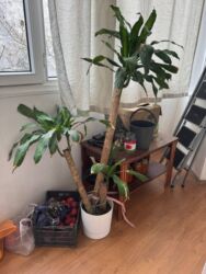 купить маленький аквариум: Красивая, здоровая драцена в белом горшке. Высота растения — 160 см