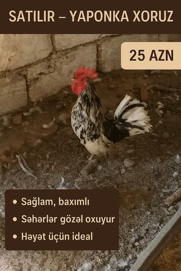 Digər heyvanlar: 📣 SATILIR – Yaponka Xoruz 🐓✨ ✅ Cins: Yaponka xoruz ✅ Vəziyyəti: Tam