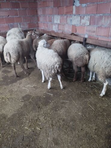 Qoyunlar, qoçlar: 10 eded quzu 4erkey və 6disi qiymət alıcıyla razılaşma yolu ile.Cox — 7