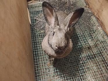 Dovşanlar: 🐇 Velikan və Kaliforniya Dovşanları Satılır Təmiz qan xəttindən olan — 17