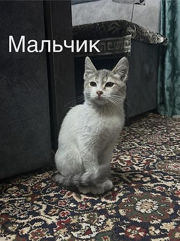 породистые собаки ищут дом: Милые котята ищут себе доброго хозяина🐱Котятки очень — 2