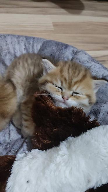 Pişiklər: Qızıl şinşilla, Erkək, Yaxşı əllərə, Ünvandan götürmə — 4