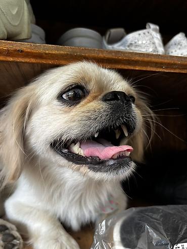 İtlər: Pekines, 1 il, Dişi, Peyvəndli, Ödənişli çatdırılma, Rayonlara çatdırılma — 3