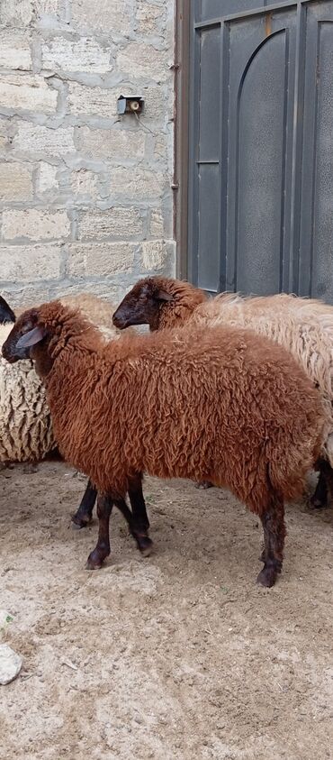 Qoyunlar, qoçlar: Salam ünvan Bakıin maştağa kendi obşi 8 baş heyvanlar 1 baş ana-bala — 10