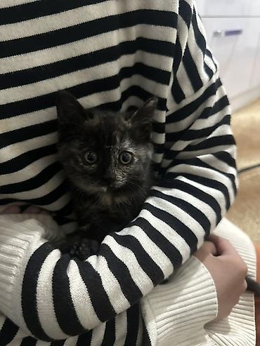 Котята — домашние любимцы Бесплатно Отдам в хорошие руки Умеют