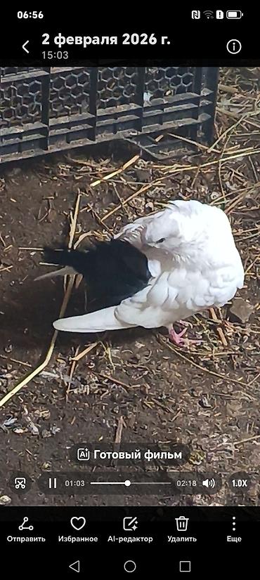 Göyərçinlər: Məhsul:Salam damazlıq sağlam bala verən quslarimdir, erkey oynaq göy — 9