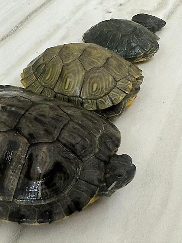 Другие с/х животные: Красноухие черепахи разные размеры - В наличии несколько особей, на — 2