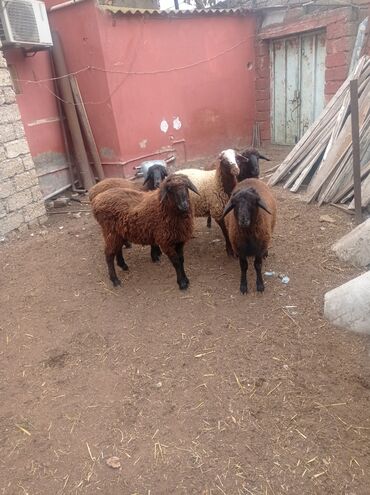 Qoyunlar, qoçlar: Erkək, Qala, il: 1, Damazlıq, Ətlik, Ünvandan götürmə — 15