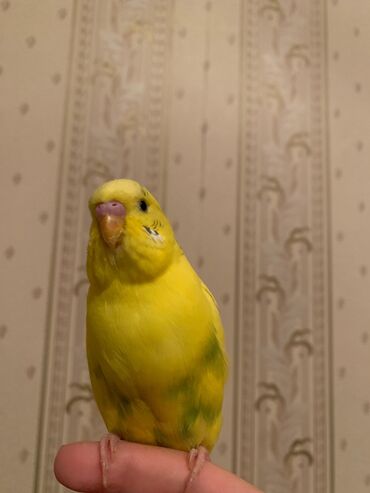 Tutuquşları: Danışan tutuquşu 9 aylıqdı erkəydi ələ ciyinə öyrənib qəfəs ilə 75 — 4