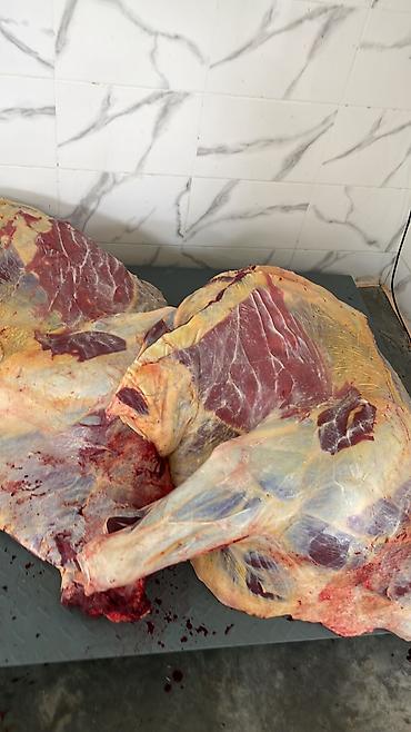 бычки красная речка: Колбасный цех : Коровы, быки, Лошади, кони, | Круглосуточно, Любое состояние, Забитый — 4