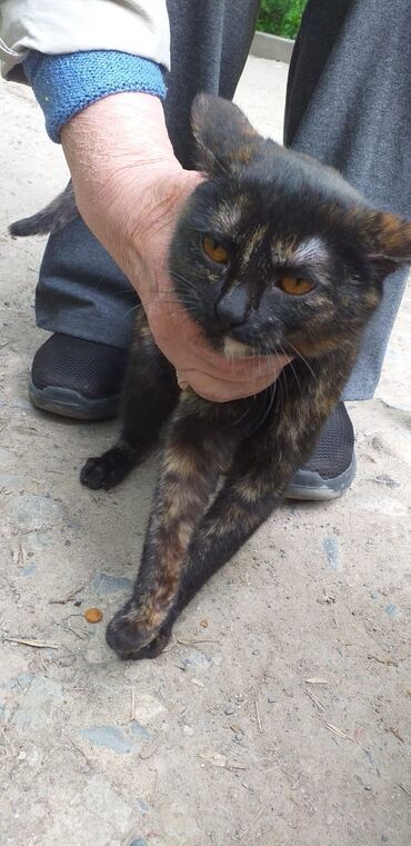 тигровый кот: Срочно ❗маленькую девочку в добрые руки. выкинули из квартиры кто-то
