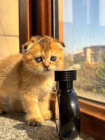 Кошки: Шотландская вислоухая — 3